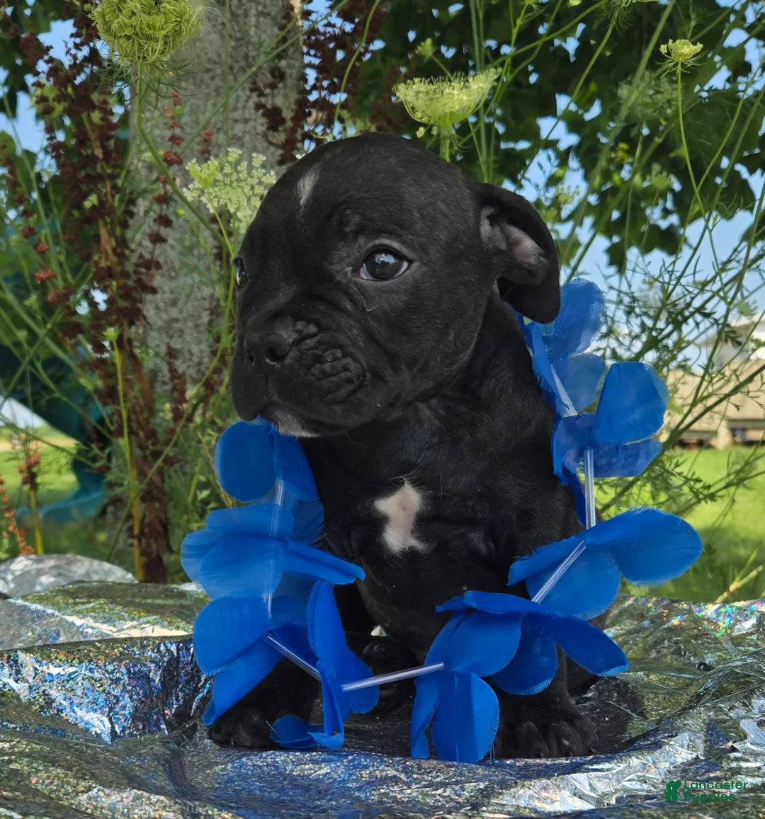 Olde English Bulldogge dogs for sale: George - Ad 2