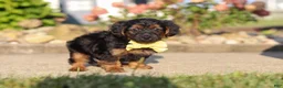Yorkiepoo dogs for sale: Patter - Ad 3