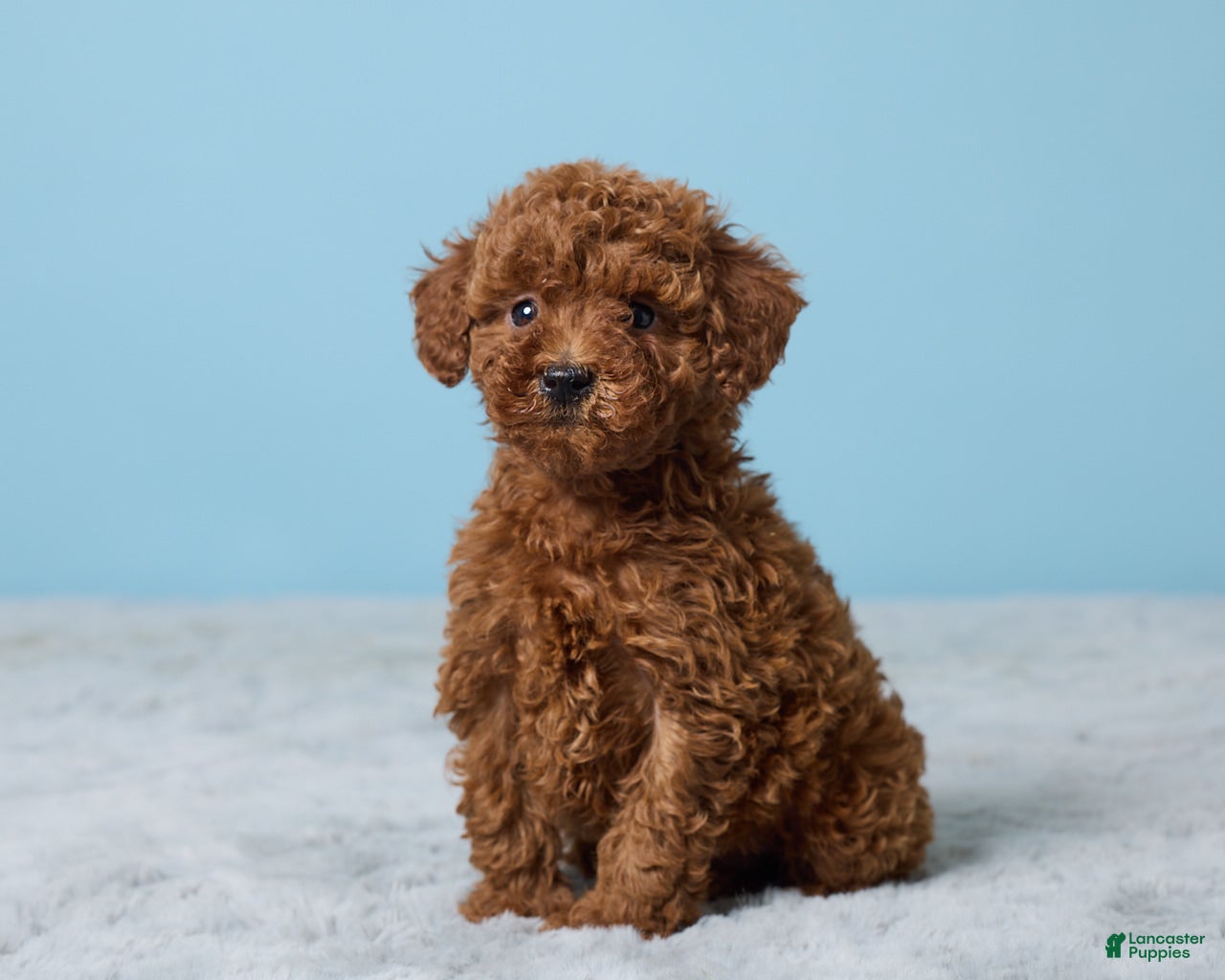 Miniature Poodle dogs Randy - Ad 2