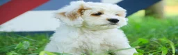 Mixed Breed dogs for sale: Gnome Munchkin Bernedoodle - Ad 4