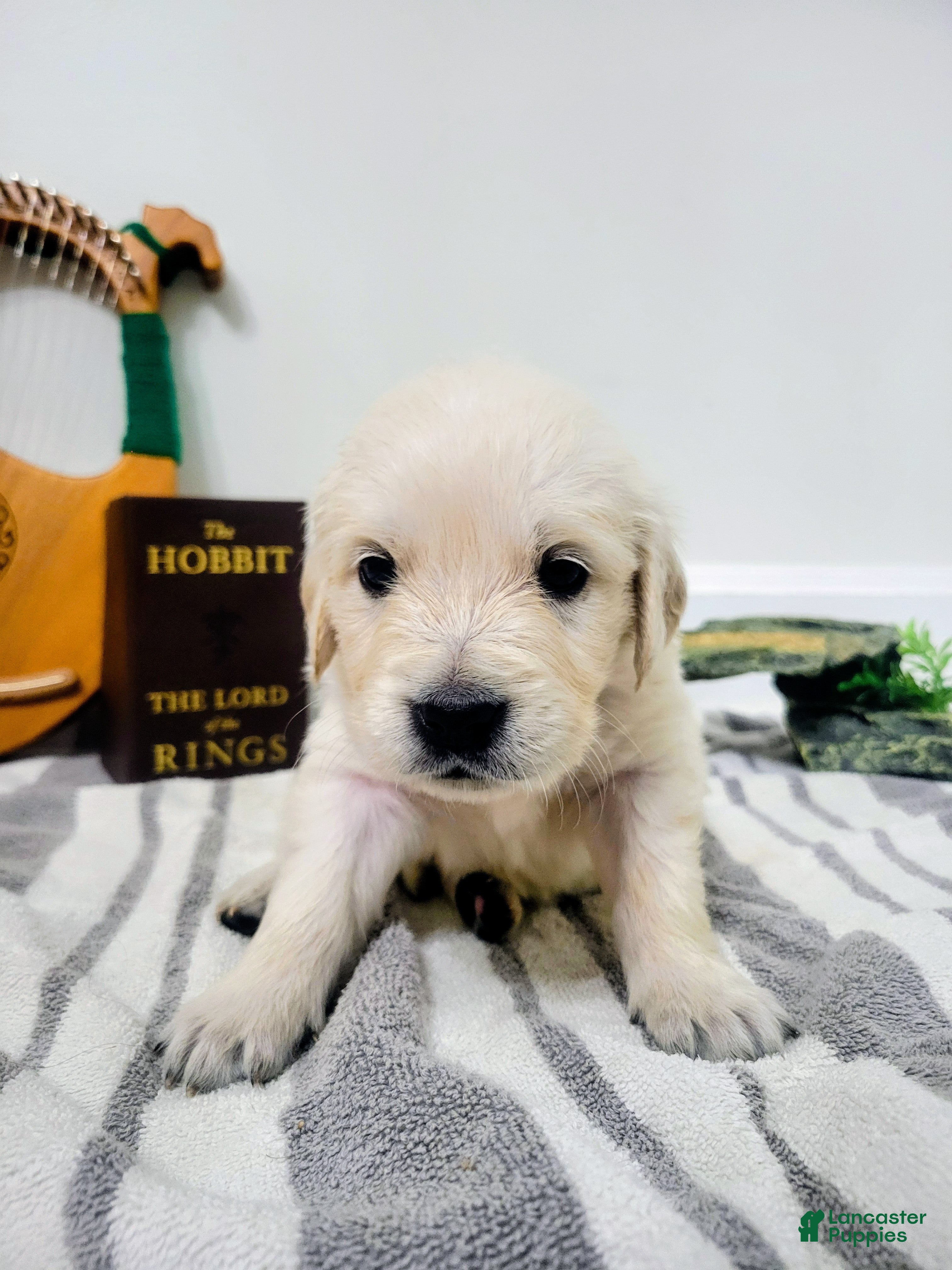 Golden Retriever dogs for sale: Boromir, Champion Sired - Ad 9