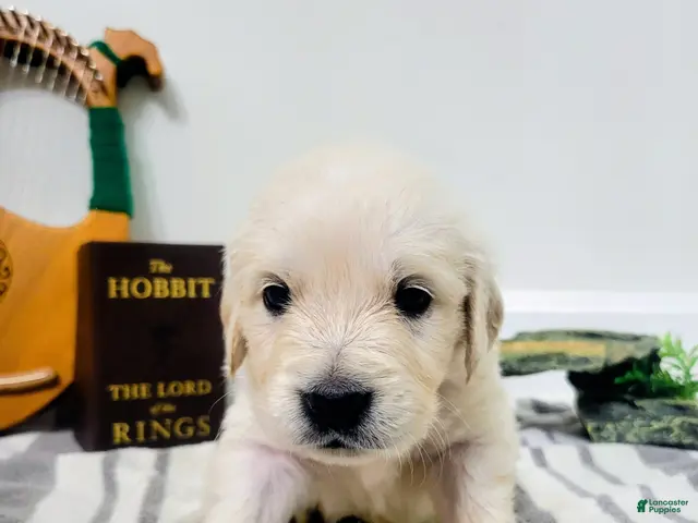 Golden Retriever dogs for sale: Boromir, Champion Sired - Ad 9