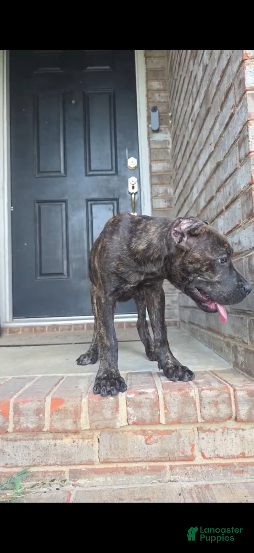 Cane Corso dogs Khoas  - Ad 2
