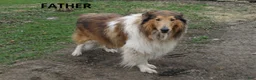 Collie dogs for sale: Carin - Ad 8