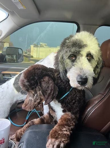 Saint Berdoodles dogs Brian - Ad 2