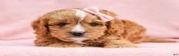 Cavapoo dogs for sale: Oralee Cavapoo Puppy - Ad 4