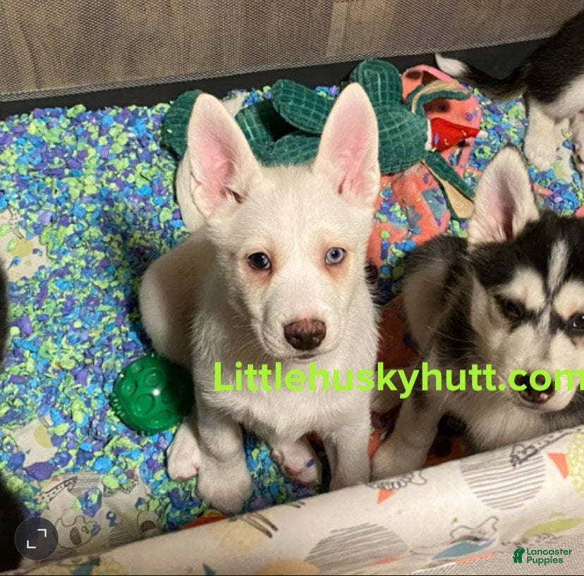 Pomsky dogs Bashful  - Ad 1