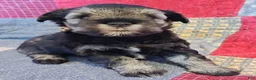 Miniature Schnauzer dogs for sale: Girl 3 - Ad 8