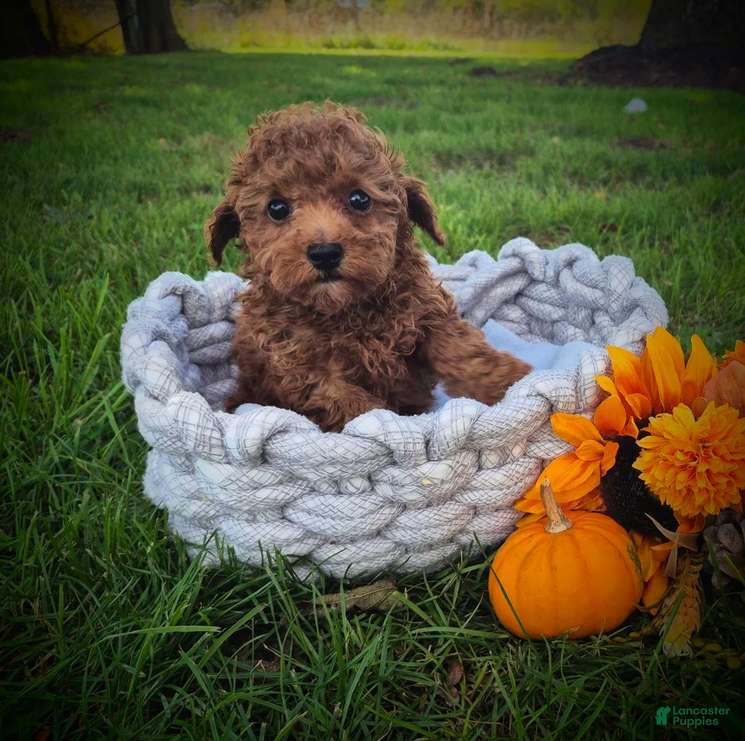 Toy Poodle dogs for sale: Toy Poodle 1 - Ad 2