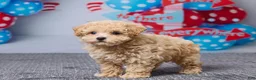 Bichpoo dogs for sale: Brittany - Ad 5