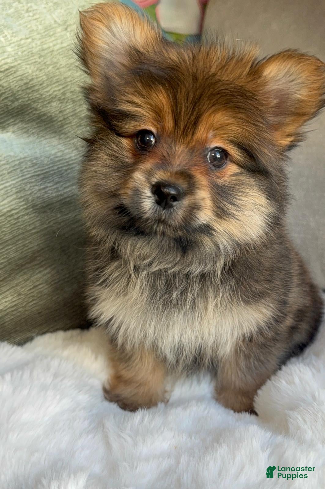 Mixed Breed dogs Designer Breed Yorkishire Terrier, Pomeranian Mix Puppy Male Buddy - Ad 11