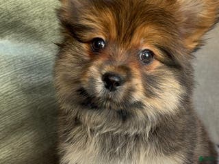 Mixed Breed dogs Designer Breed Yorkishire Terrier, Pomeranian Mix Puppy Male Buddy - Ad 11