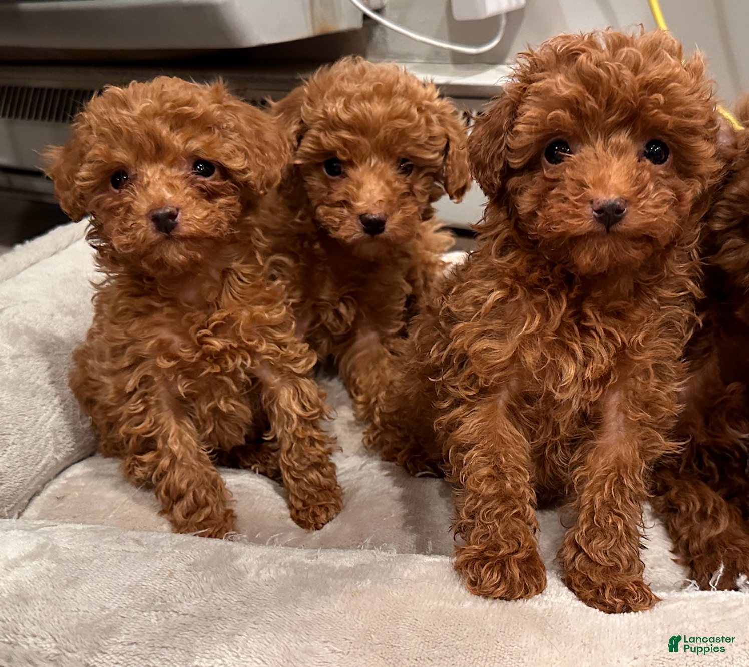 Toy Poodle dogs ZEUS- AKC GENETICALLY TESTED & POTTY TRAINED - Ad 2