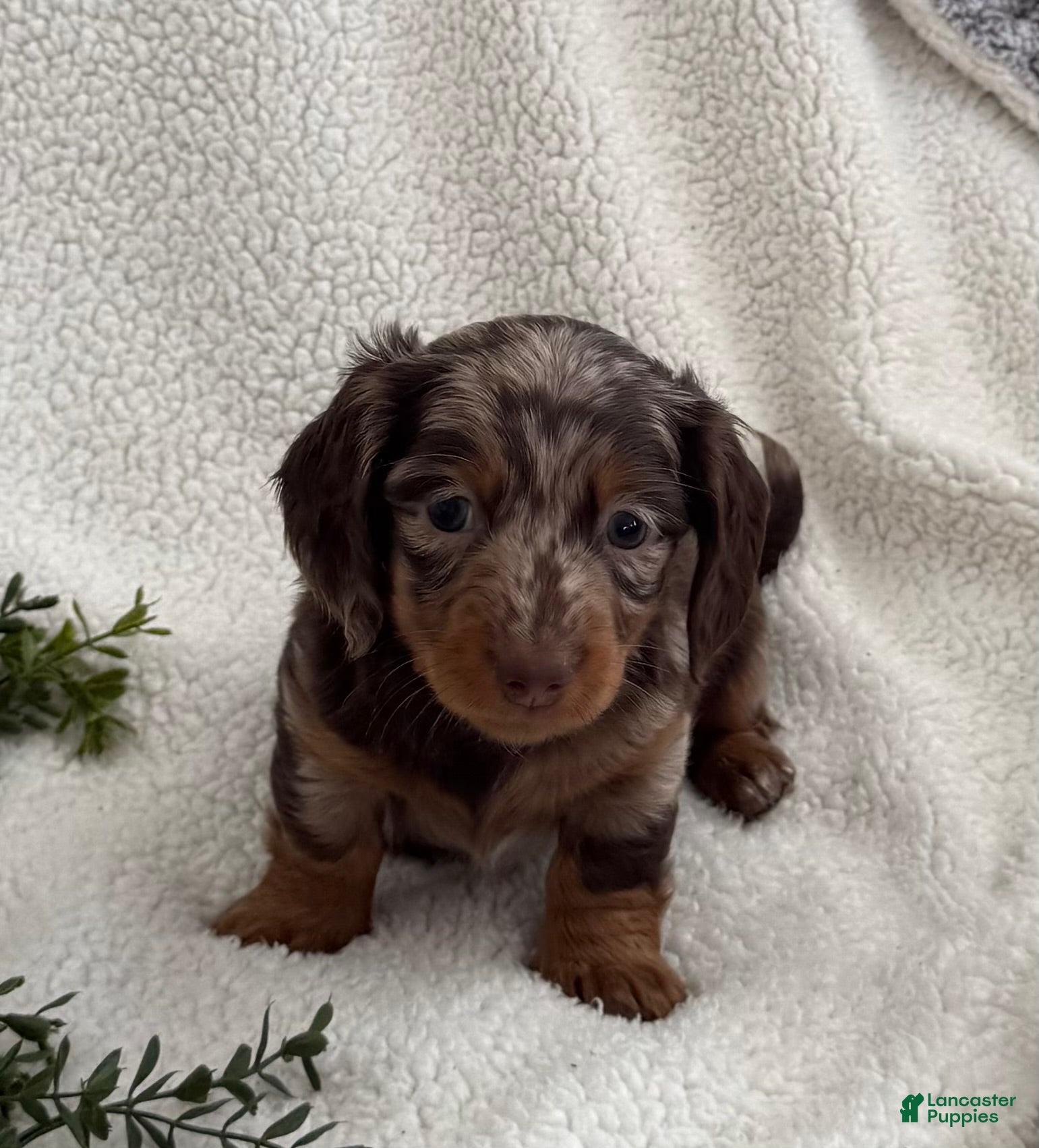 Miniature Dachshund dogs Tanner - Ad 36