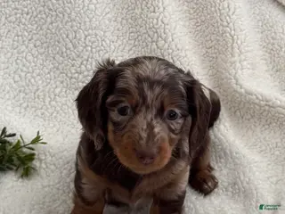 Miniature Dachshund dogs Tanner - Ad 36