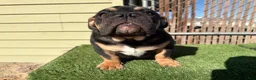English Bulldog dogs for sale: KINGSTON – Black Tan Tri LOVERBOY in LA, CA. USA Delivery Available! - Ad 1