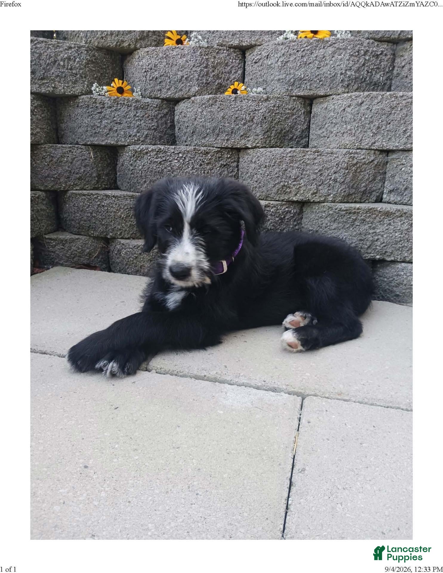 Mixed Breed dogs Misty - Ad 2