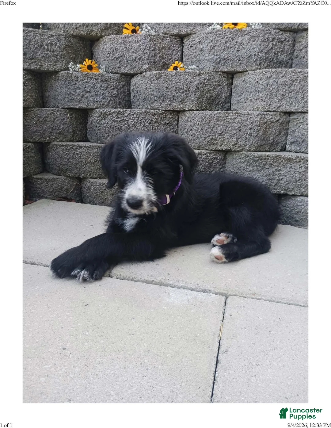 Mixed Breed dogs for sale: Misty - Ad 2