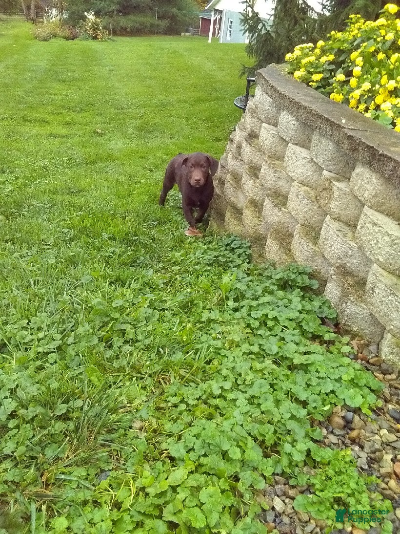 Labrador Retriever dogs Charlie - Ad 2