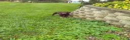 Labrador Retriever dogs for sale: Charlie - Ad 2