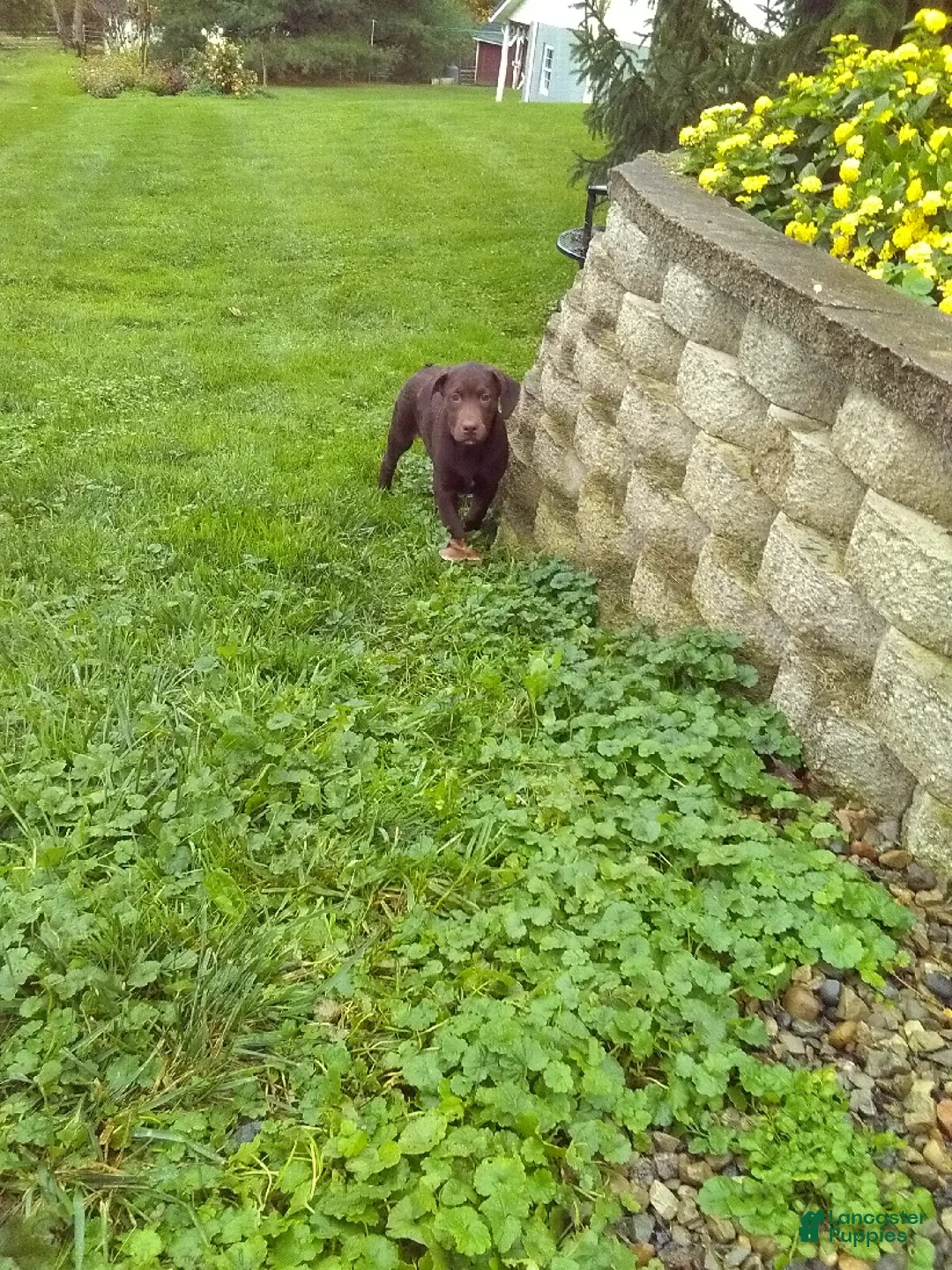 Labrador Retriever dogs for sale: Charlie - Ad 2