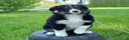 Australian Shepherd dogs for sale: Mitch - Ad 3