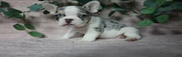 French Bulldog dogs for sale: Stella - Ad 3