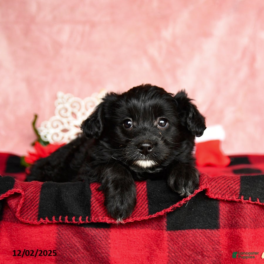 Mixed Breed dogs Noel - Ad 2