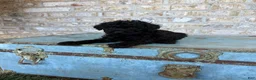 Miniature Labradoodle dogs for sale: Bear  - Ad 5