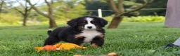 Miniature Bernese Mountain Dog dogs for sale: Kory - Ad 14