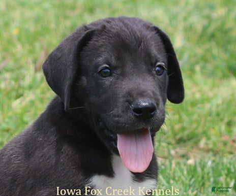 Great Dane dogs Mitzi - Ad 29