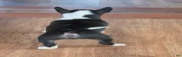 Miniature Bull Terrier dogs for sale: Miniature Bull Terrier 1 - Ad 3