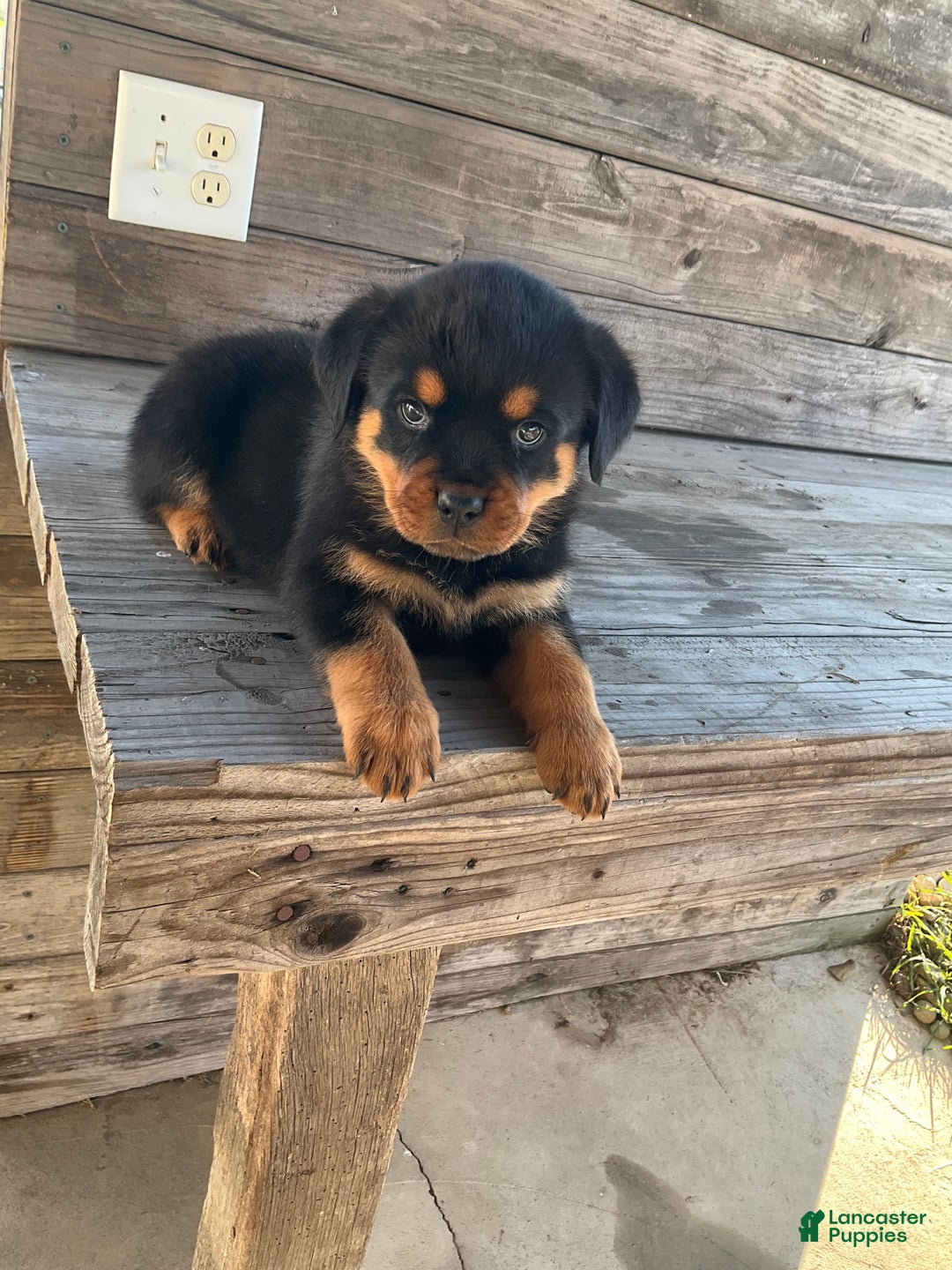Rottweiler dogs for sale: Daisy  - Ad 13