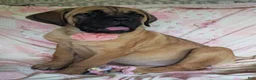 Cane Corso dogs for sale: Abby - Ad 7