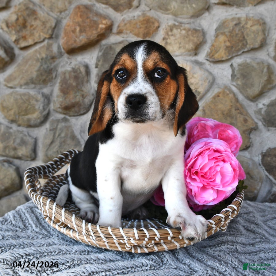 Mixed Breed dogs Daffodil - Ad 1