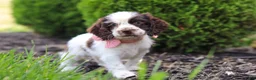 Cocker Spaniel dogs for sale: Byrdie - Ad 5
