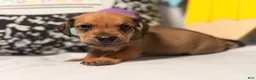 Mixed Breed dogs for sale: Barkley  - Ad 3