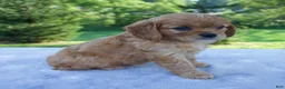 Mixed Breed dogs for sale: Royal - Ad 5