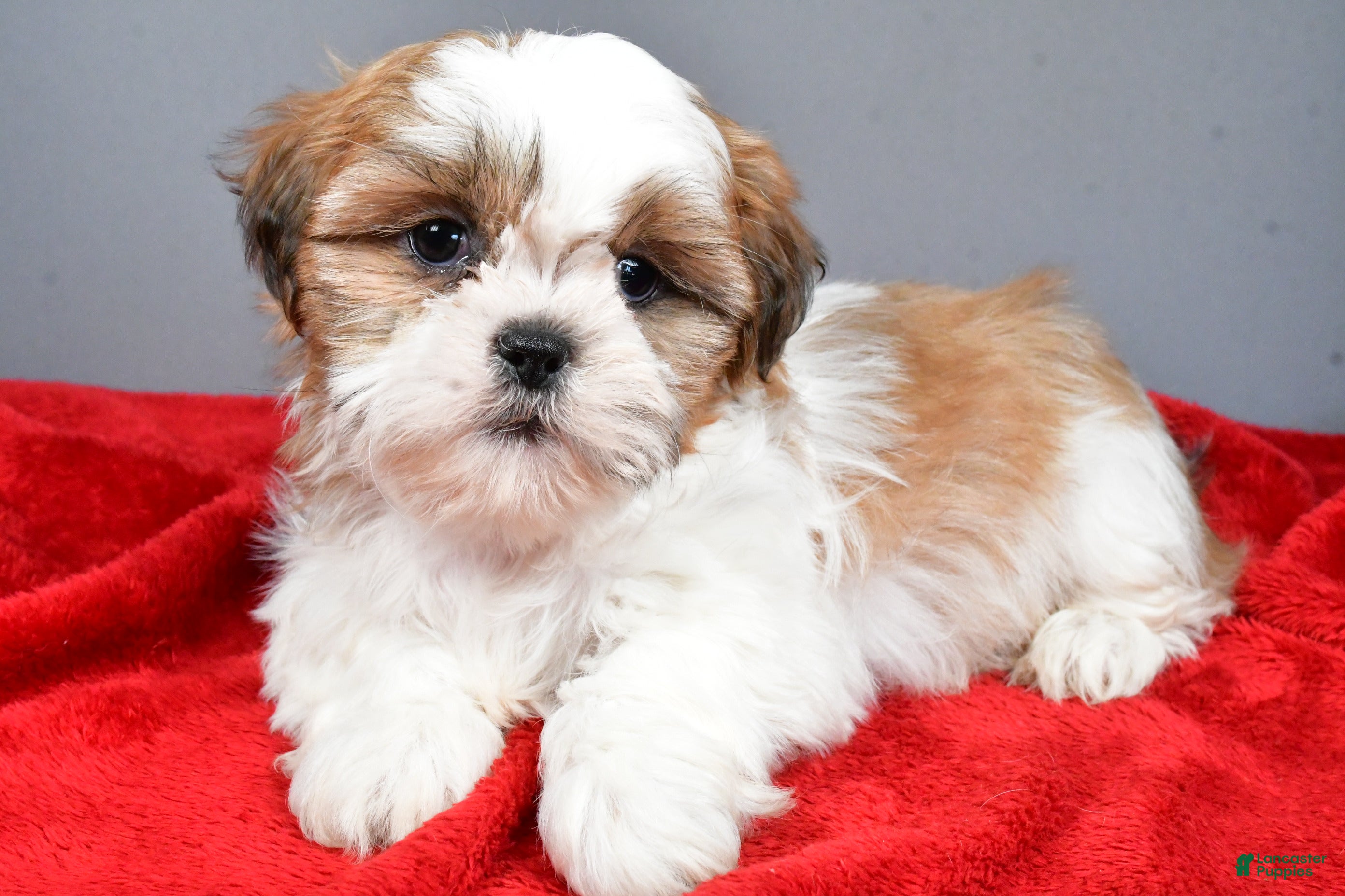 Shih Tzu dogs Rick - Ad 22