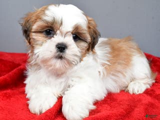 Shih Tzu dogs Rick - Ad 10