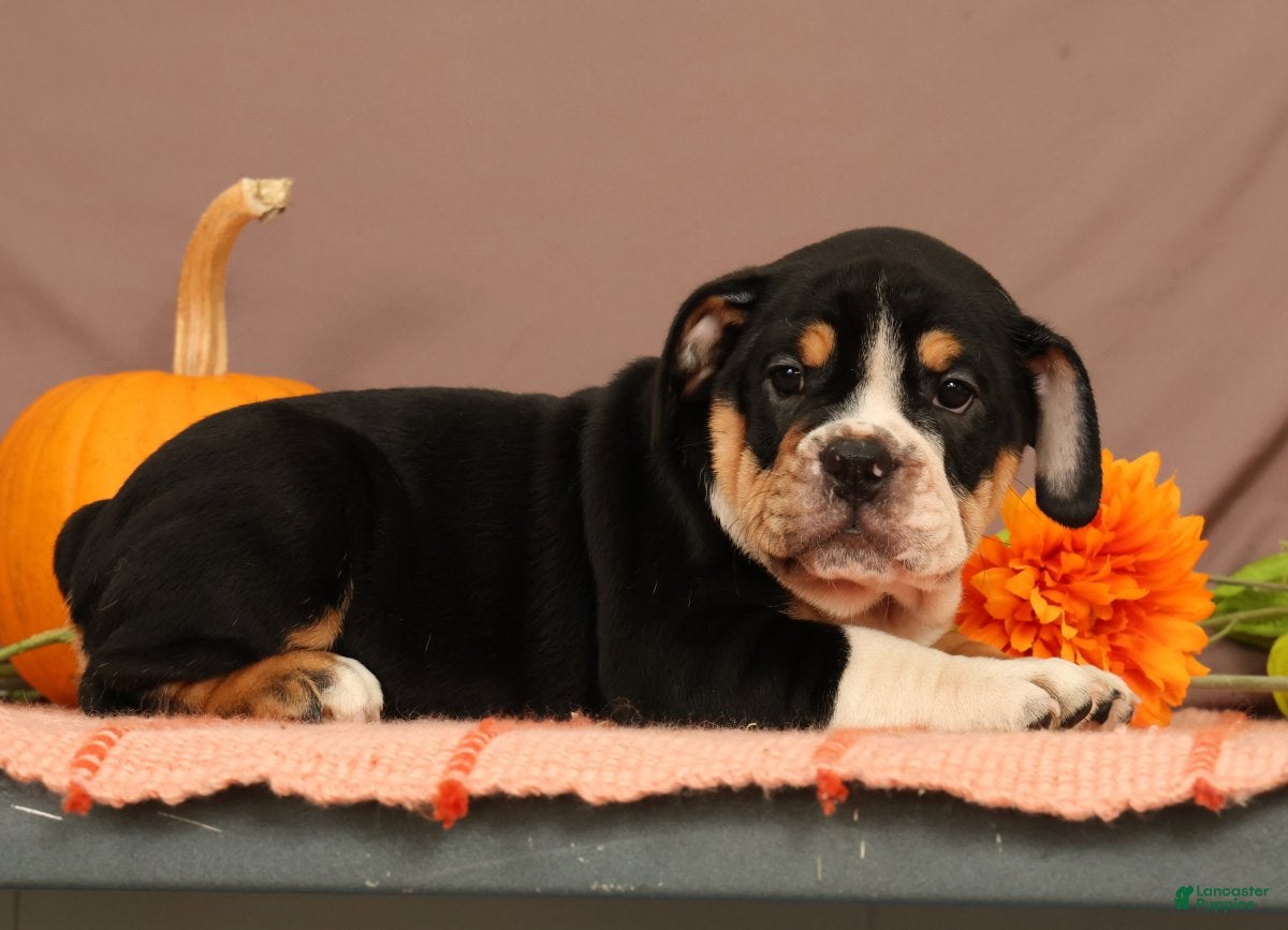 Beabull dogs Willow - Ad 2