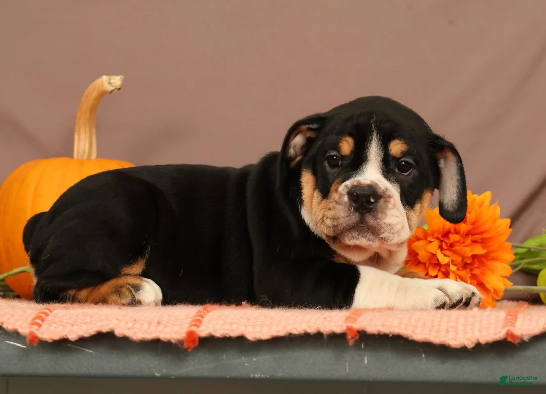 Beabull dogs for sale: Willow - Ad 2