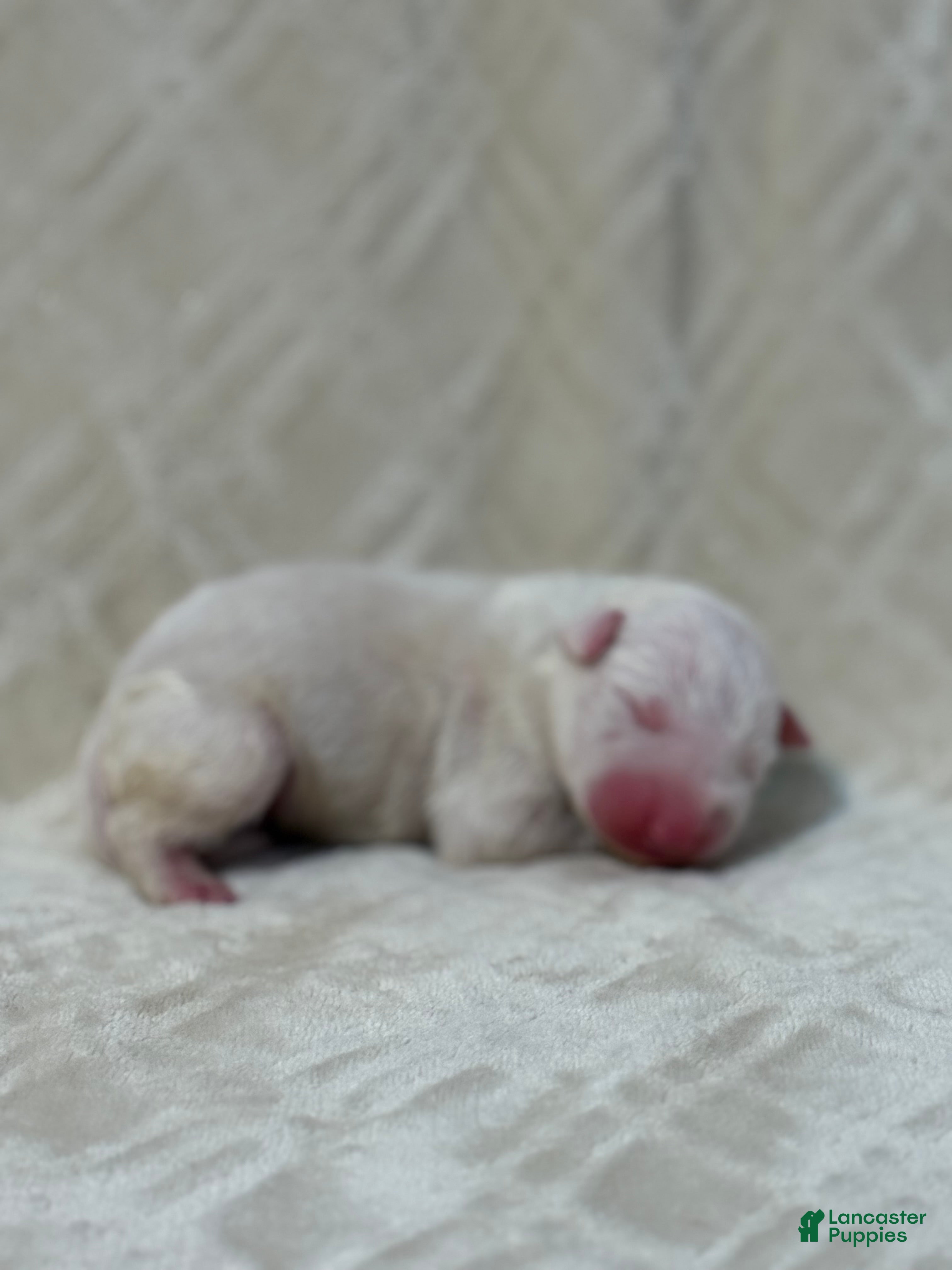Bull Terrier dogs for sale: BOY 9 - Ad 1