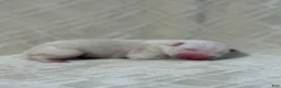 Bull Terrier dogs for sale: BOY 9 - Ad 1