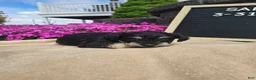 Miniature Schnauzer dogs for sale: Sabre - Ad 8