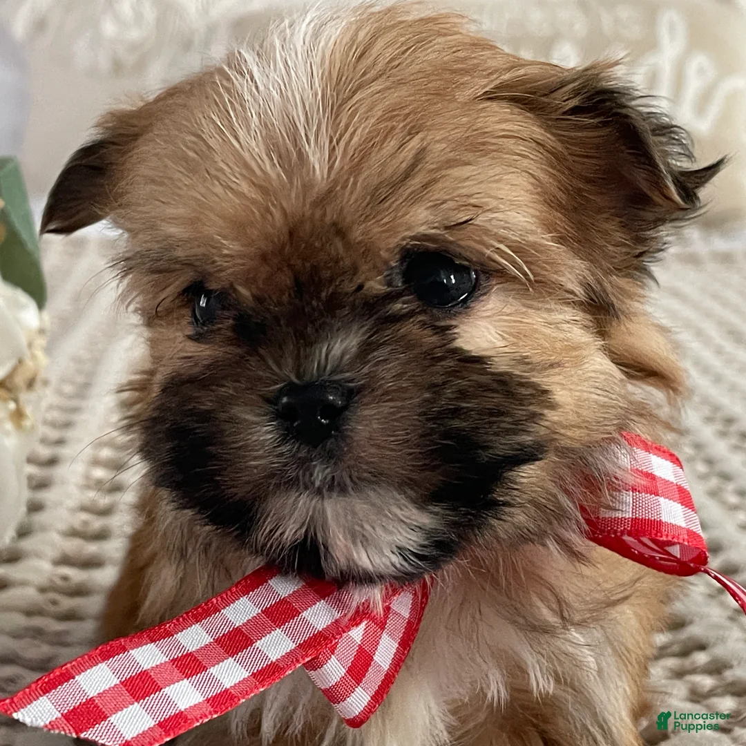Morkie dogs for sale: Teacup Nugget - Ad 4