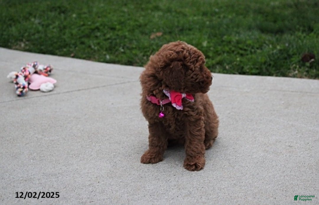 Toy Poodle dogs for sale: Paige - Ad 5