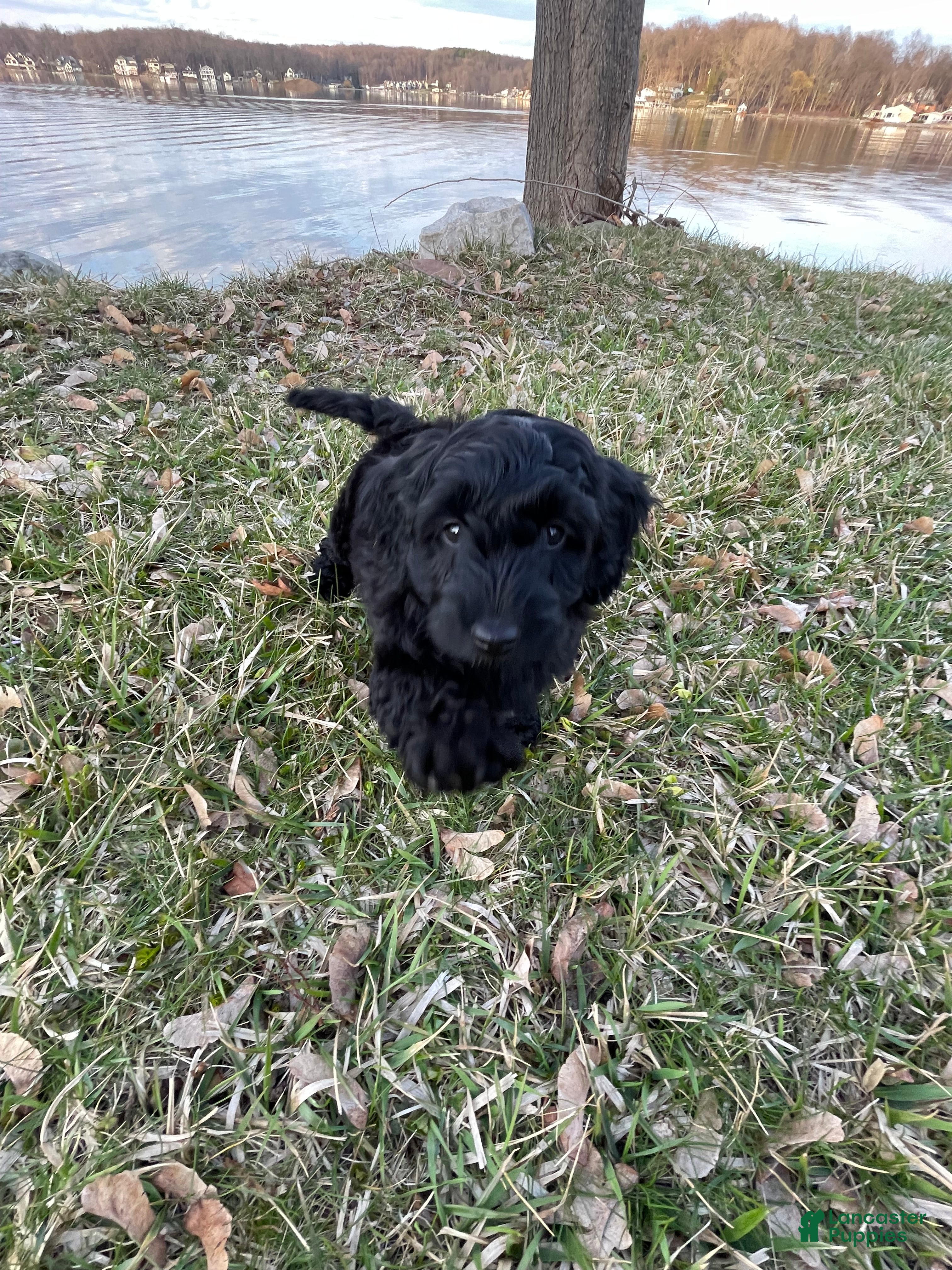 Labradoodle dogs Shadow - Ad 1
