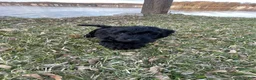 Labradoodle dogs for sale: Shadow - Ad 11