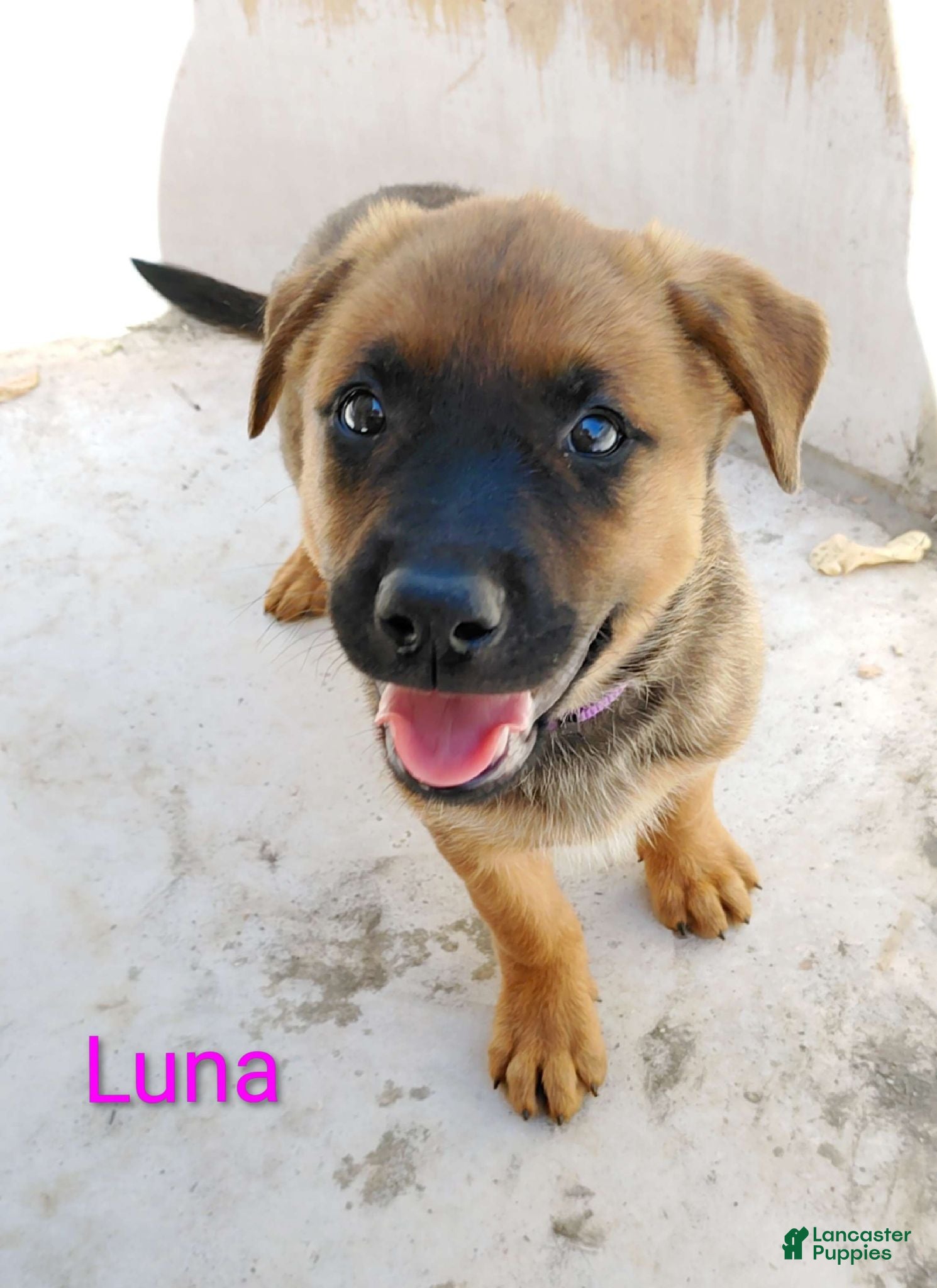 Belgian Malinois dogs Belgian Malinois 2 Luna - Ad 37